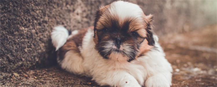 夏天狗可以吃西瓜吗 狗吃西瓜要注意些啥