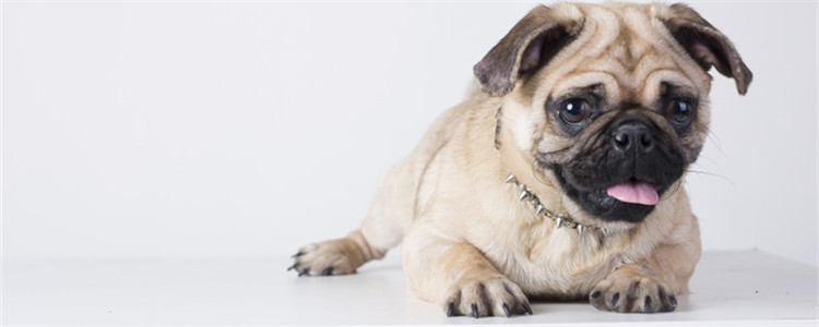 狗狗流口水怎么回事 狗狗流口水的原因是什么