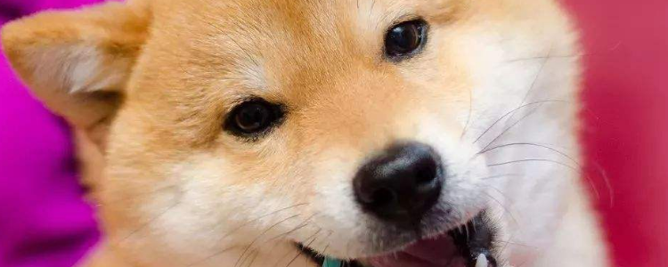 狗狗咬人的原因分析 这七个原因让你避免被狗咬