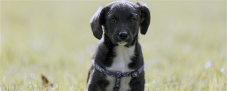 狗狗厌食是什么原因 你家的狗狗有出现厌食吗