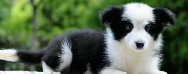 怎么训练狗狗不咬人 主人的做法很关键