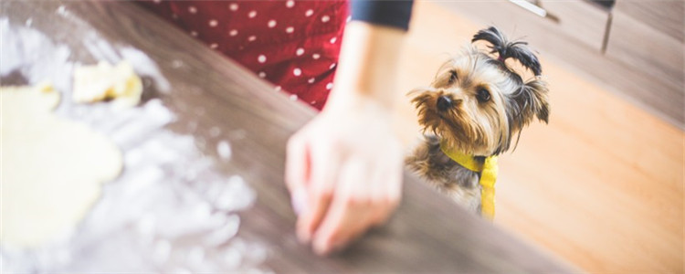 狗狗聪明的三大表现 你家的狗狗够聪明吗