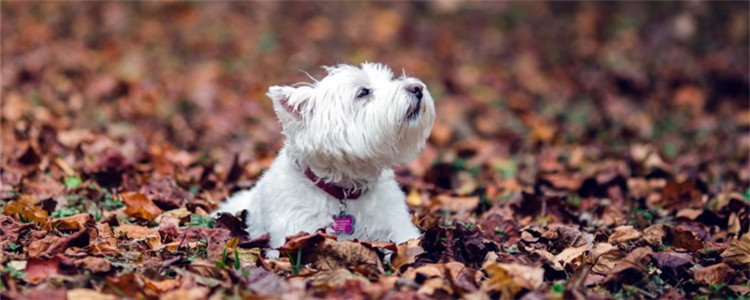 狗牙齿松了要紧吗 狗狗牙齿松了要注意什么