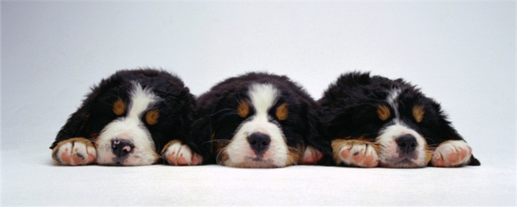 夏天养狗三大注意事项 清水就是狗狗最好的饮料