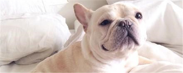 法国斗牛犬有什么优点 这四大优点让你心动了吗