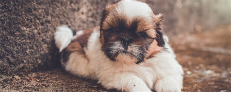 世界上最稀有的四种狗狗 如此罕见的狗狗你认识吗