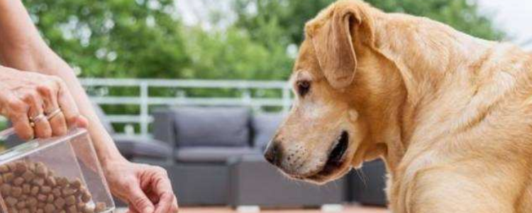 狗狗喂食需要定量吗 定量喂食的好处你知道吗