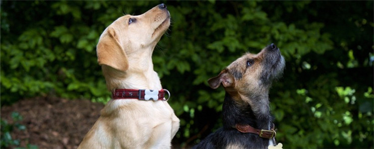 狗狗磨屁股怎么回事 狗狗磨屁股的原因你造吗