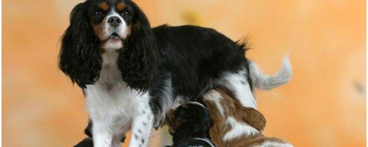 哺乳期狗狗怎么喂养 哺乳期狗狗喂养也有大学问