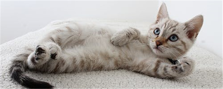 给猫咪做护理的好处 护理用品怎么用你知道吗