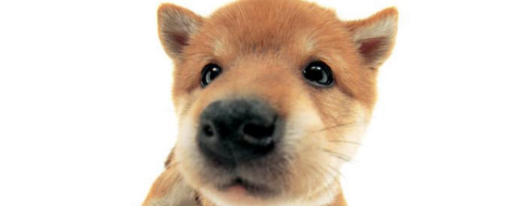 狗狗洗澡注意事项及方法 狗狗什么情况不能洗澡