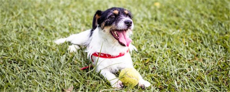 狗最脆弱的部位 这四个部位不要随便打