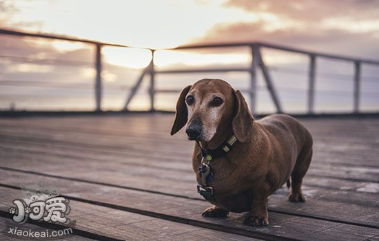 狗狗懷孕能洗澡嗎