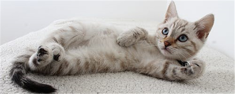 为什么有的猫很凶 猫咪脾气很臭怎么办