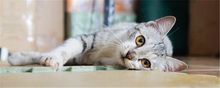 猫脾气不好怎么办 如何改正猫咪的坏脾气