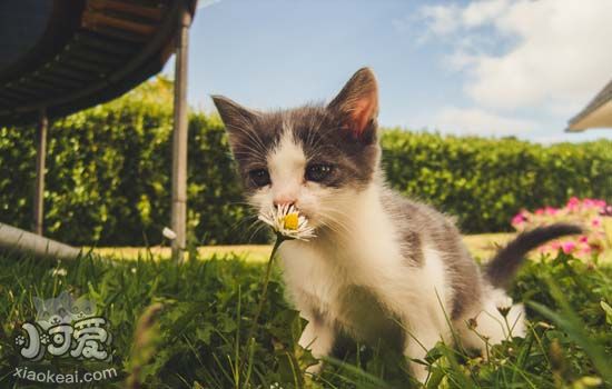 流浪猫蹭腿会有跳蚤吗 被流浪猫蹭一下衣服会有跳蚤吗