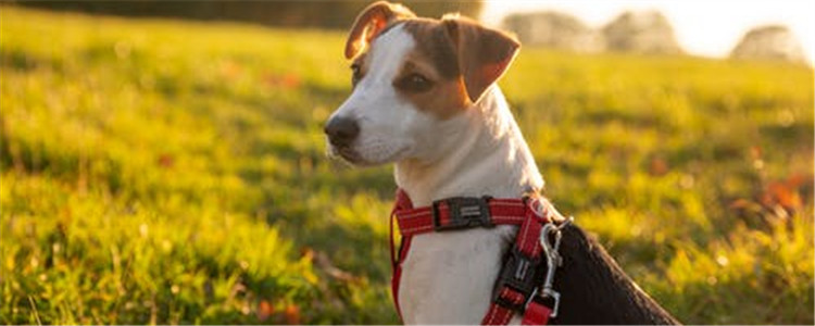 狗的咳嗽声代表了什么 通过咳嗽看出狗狗得什么病