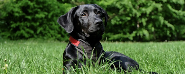 狗狗有寄生虫的五个症状 一定要定期给狗狗驱虫