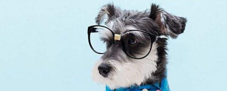 狗为什么那么爱吃骨头 你知道狗为什么爱吃骨头吗?