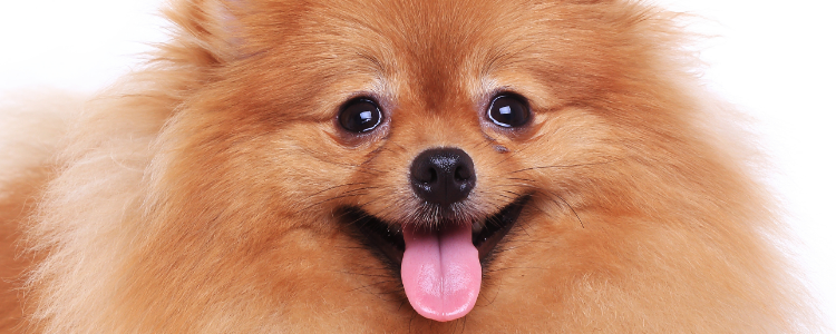 训练狗狗大小便的训练要点 配合训练方法狗狗学的更快哦！