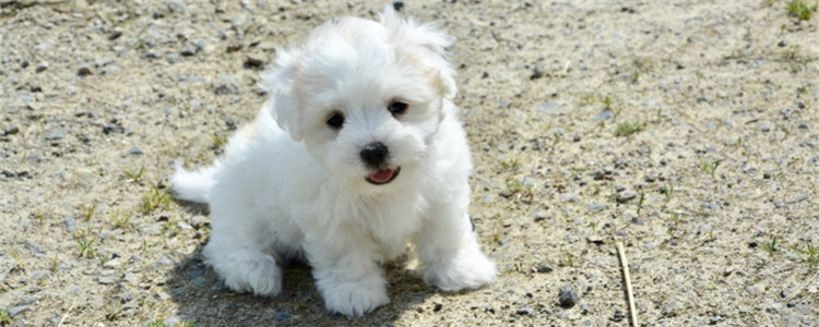 狗狗眼里有虫子怎么办 狗狗眼睛里的虫子是什么