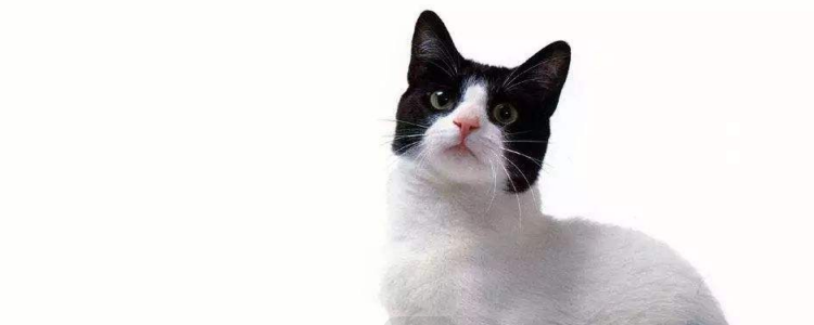 怎么才能让猫喝水 让猫喝水你需要掌握以下小技巧!