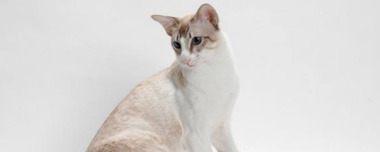 不能对猫咪做的事情 饲养猫咪的5大禁忌你做了几件?