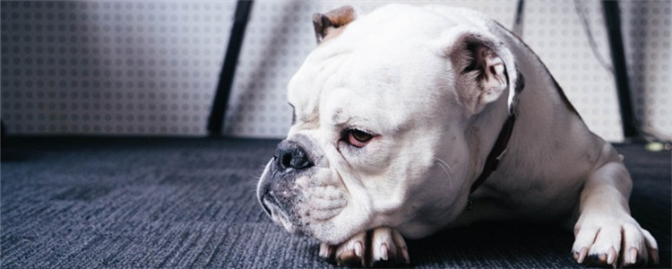 狗狗舔爪子是为什么 狗狗舔爪子有哪些解决办法