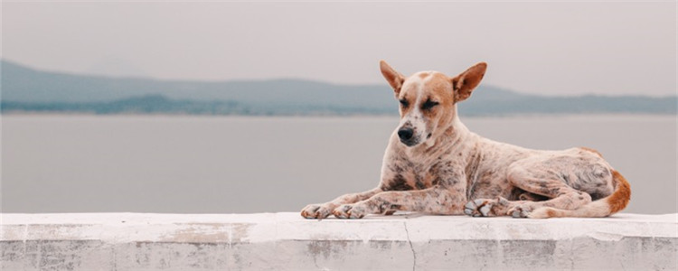 四种狗常见的疾病 这些疾病如何预防与治疗