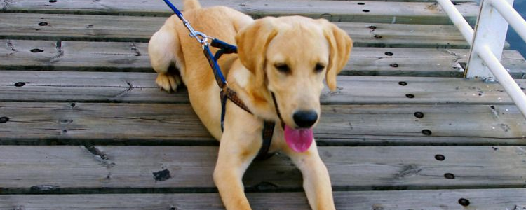 狗狗不进笼子怎么办 这样做让它爱上关门