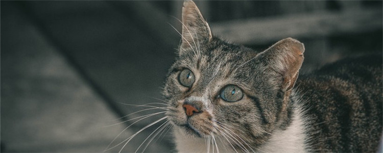 不同猫砂的区别 猫砂的优缺点你知道吗