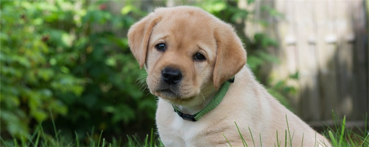 狗狗营养过剩会怎么样 狗狗原来也会得富贵病