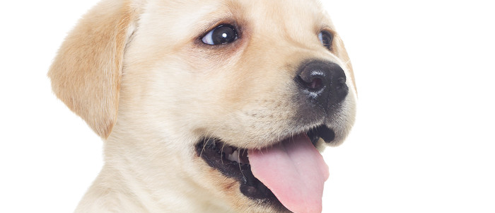 狗狗换牙期间要注意什么 狗狗换牙如何缓解狗狗的疼痛
