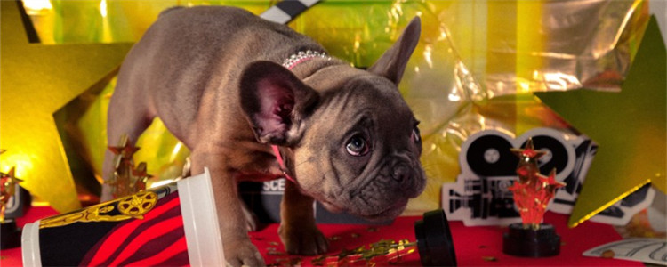 狗狗吃几分饱比较好 如何判断狗狗吃到几成饱了