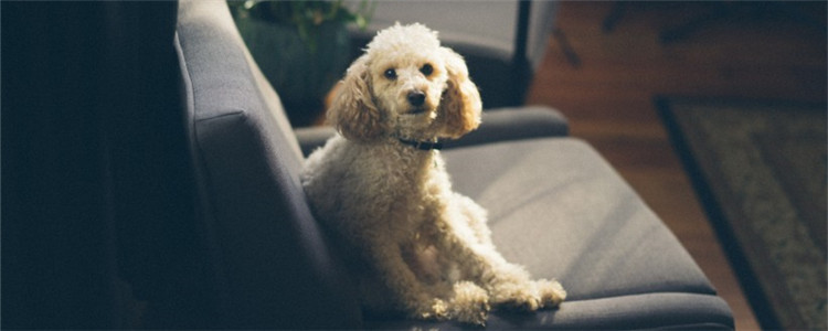 狗穿鞋好吗 狗穿鞋子有什么坏处