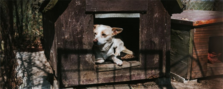 狗狗瘦小是因为什么 狗狗瘦小的三大原因