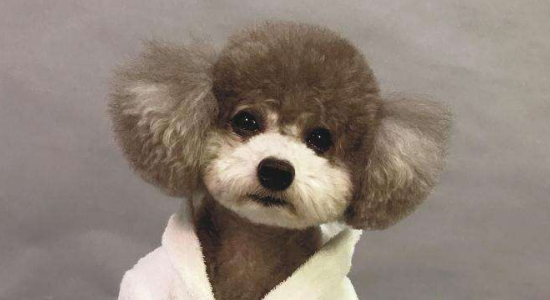 体味小的狗有哪些 选择体味小适合公寓养的狗狗你都知道吗