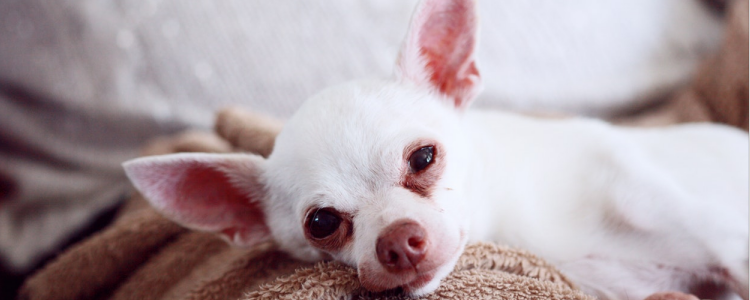 吉娃娃可以吃牛肉吗 有什么好处呢?