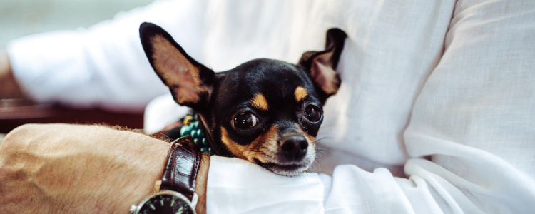 吉娃娃可以吃火腿肠吗 火腿肠吃多了有什么危害