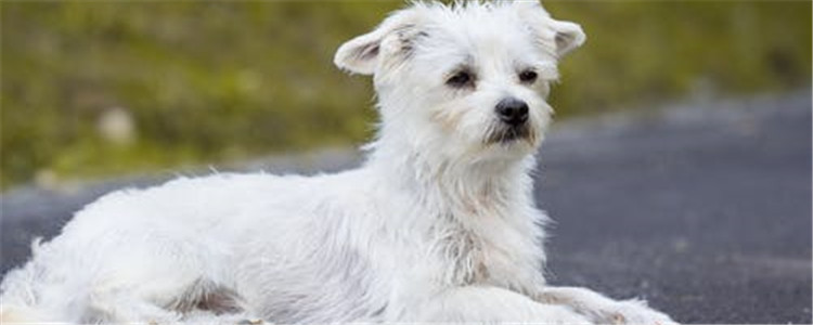 狗狗泪痕怎么办 四招教你改善狗狗泪痕