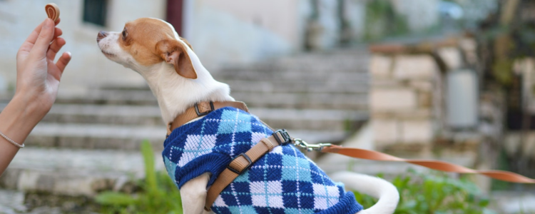 吉娃娃可以吃猪肝吗 食用猪肝过量会中毒哦