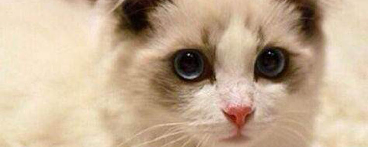 猫肚子突然变大 肚子大仅仅是怀孕吗