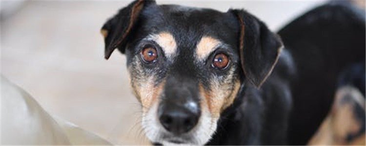 狗不开心的表现 这五种表现你有注意过吗