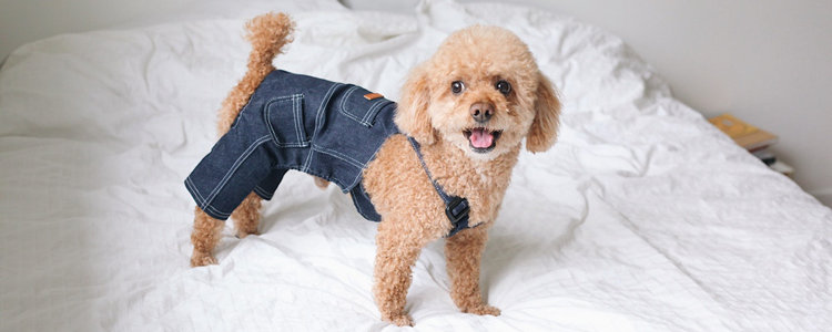 狗狗穿衣服好吗 穿对衣服好处多