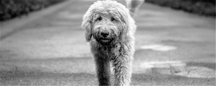 狗狗洗澡注意三点 给狗狗洗澡不必过于勤快