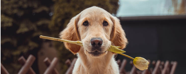 老年犬的护理要点 老年犬的容易得哪些病