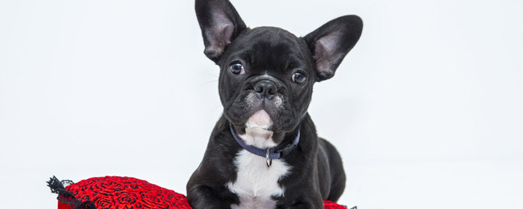 狗粮怎么泡 别把营养都泡没啦