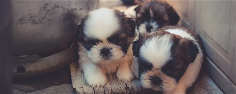 为什么小狗不能洗澡 狗狗什么情况下不能洗澡