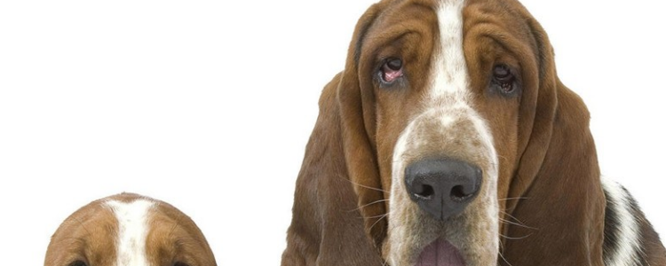 狗狗胎毛一定要剃掉吗 给狗狗剃毛请选在五月！