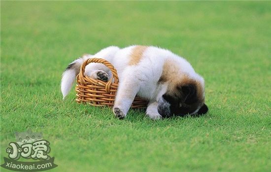 狗狗胎毛一定要剃掉吗 给狗狗剃毛请选在五月！